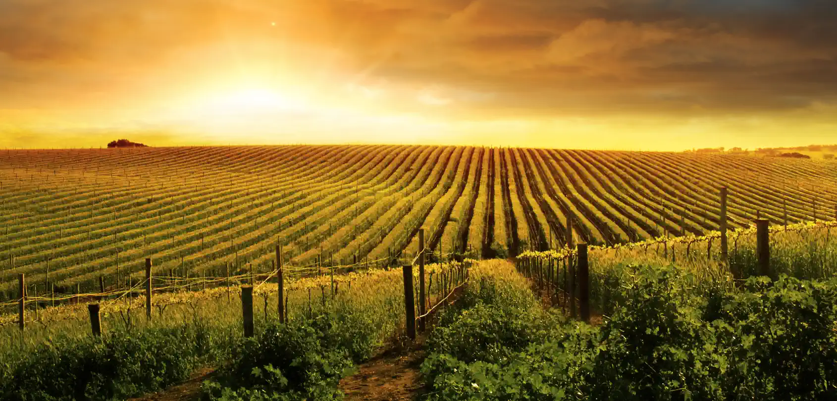 Rotwein Angebote » TOP Wein Angebote & Aktionen