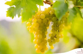 Sauvignon Blanc &ndash; Frankreichs edle Rebe 192070685