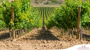 Südafrika Weinversand - Weinshop mit mehrfach ausgezeichneten Weinen 30691824
