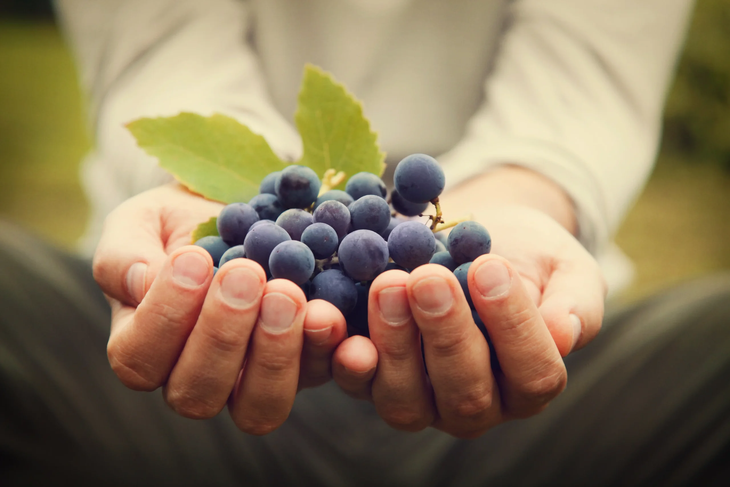 Mythos Bio-Wein: Ist er tatsächlich immer gesund und umweltfreundlich?