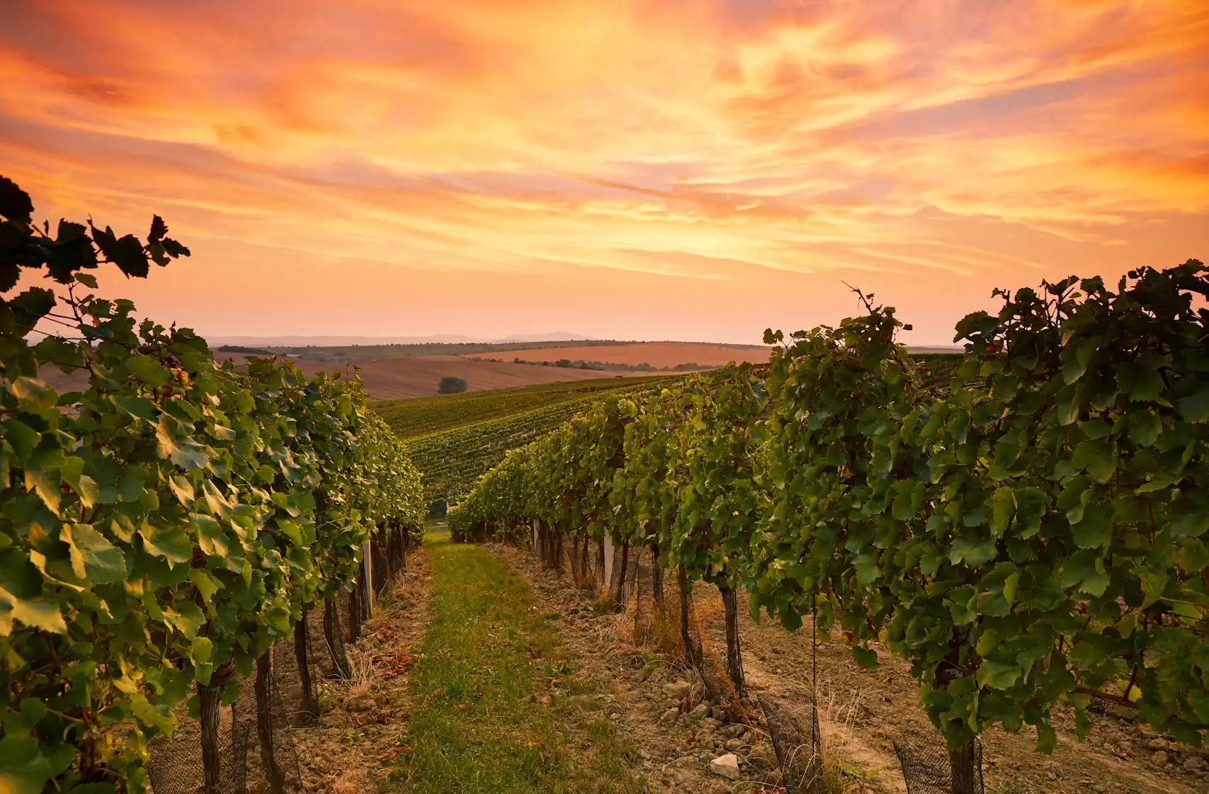 Napa Valley: Ein Paradies für Weinliebhaber Napa Valley: Ein Paradies für Weinliebhaber
