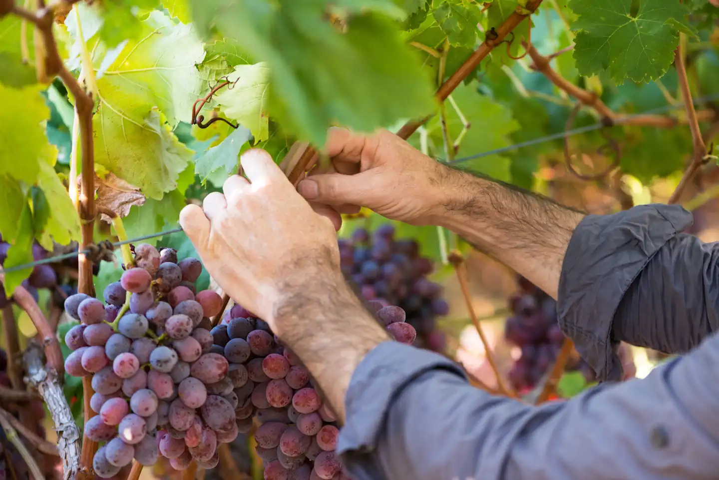 Nachhaltigkeit im Weinbau – Zwischen Anspruch, Wirklichkeit und der Kunst des guten Geschmacks Nachhaltigkeit im Weinbau – Zwischen Anspruch, Wirklichkeit und der Kunst des guten Geschmacks