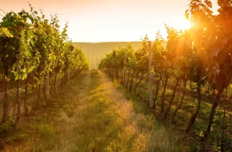 Toskana – Mythos im Glas oder reiner Marketing-Rausch?