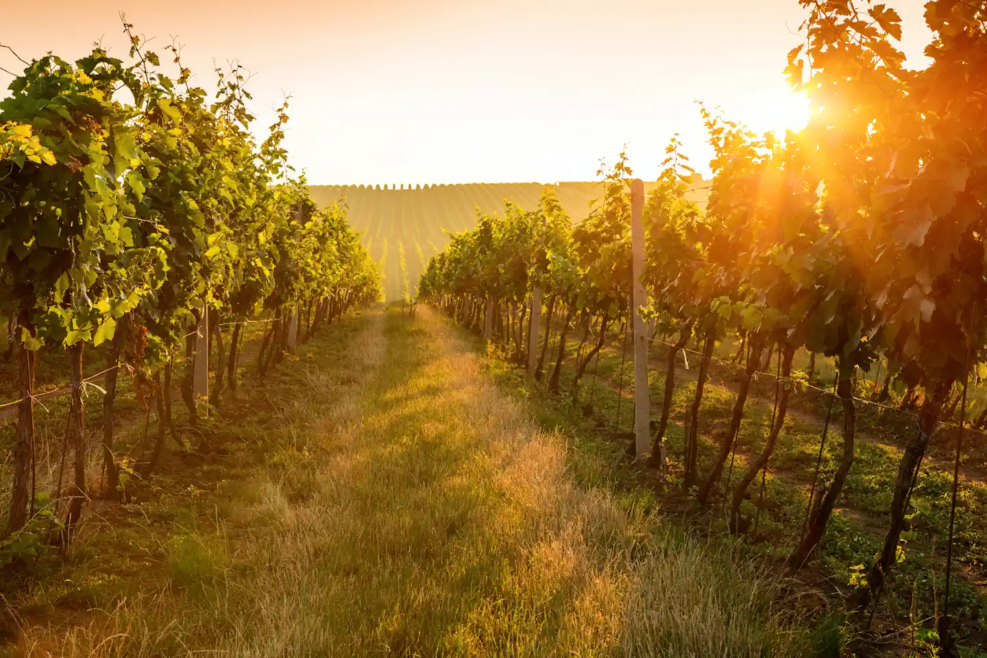Toskana – Mythos im Glas oder reiner Marketing-Rausch? Toskana – Mythos im Glas oder reiner Marketing-Rausch?