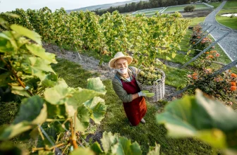 Grauburgunder: Der vielseitige Alleskönner – oder doch nur Mittelmaß mit Etikettentrick?
