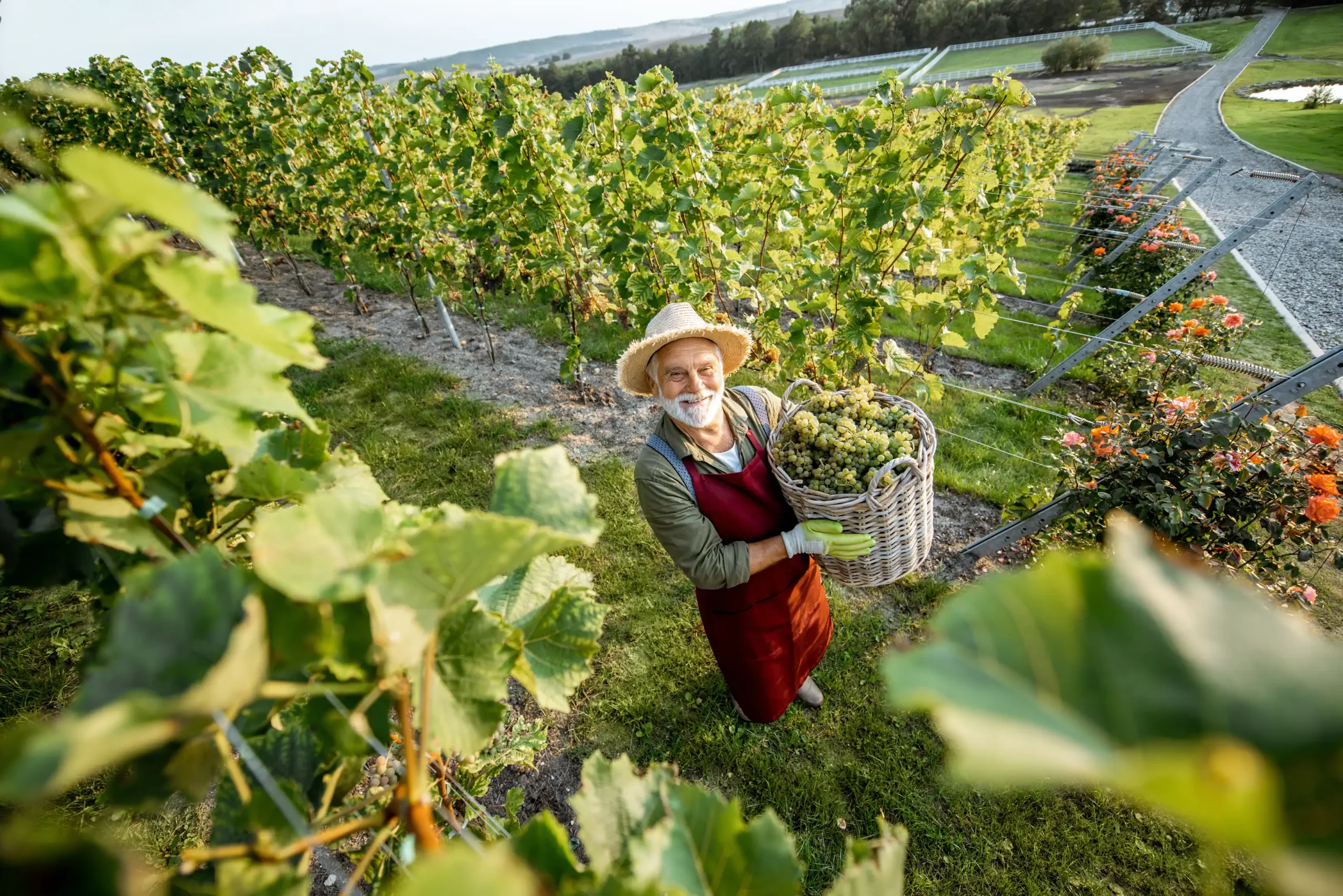 Grauburgunder: Der vielseitige Alleskönner – oder doch nur Mittelmaß mit Etikettentrick?