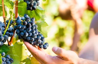 Mourv&egrave;dre &ndash; Der kraftvolle Charakter zwischen Tradition, Hype und Zukunft