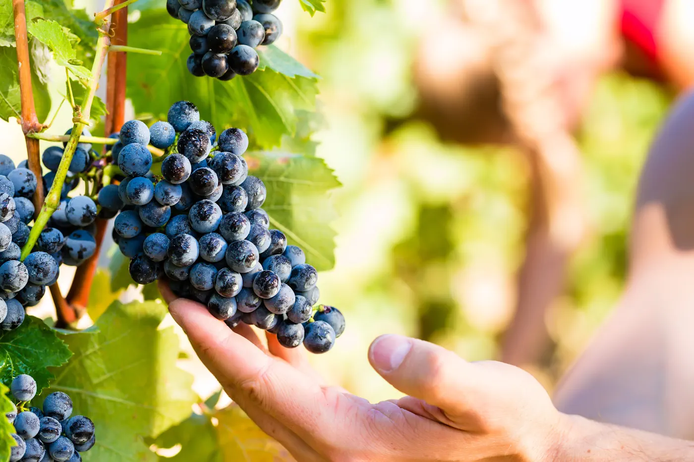 Mourvèdre: Der kraftvolle Charakter – Urwüchsige Stärke oder sperrige Marotte?