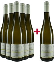 Zehnthof Knewitz 2020 5+1 Sauvignon Blanc Paket Weingut Zehnthof Knewitz – Rheinhessen – bei WirWinzer