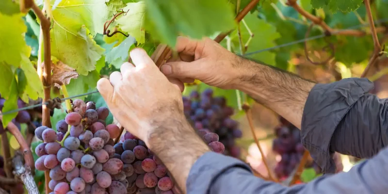 Nachhaltigkeit im Weinbau – Zwischen Anspruch, Wirklichkeit und der Kunst des guten Geschmacks