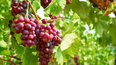 Trendrebsorten – Die überraschende Eroberung der Gläser der Welt