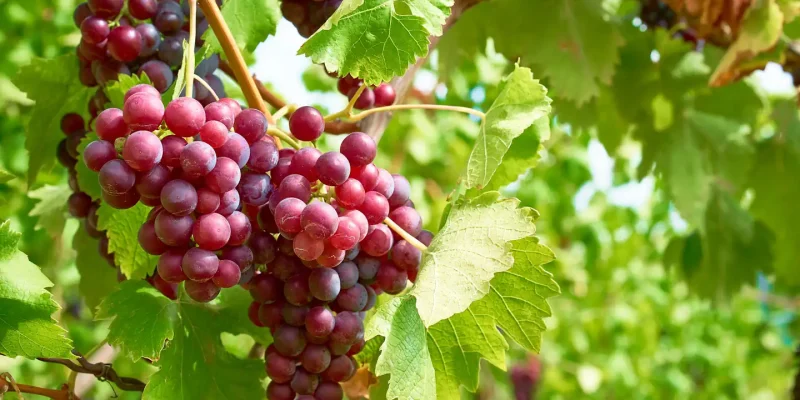 Trendrebsorten – Die überraschende Eroberung der Gläser der Welt