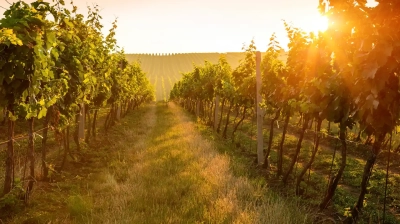 Toskana – Mythos im Glas oder reiner Marketing-Rausch?