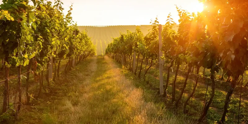 Toskana – Mythos im Glas oder reiner Marketing-Rausch?