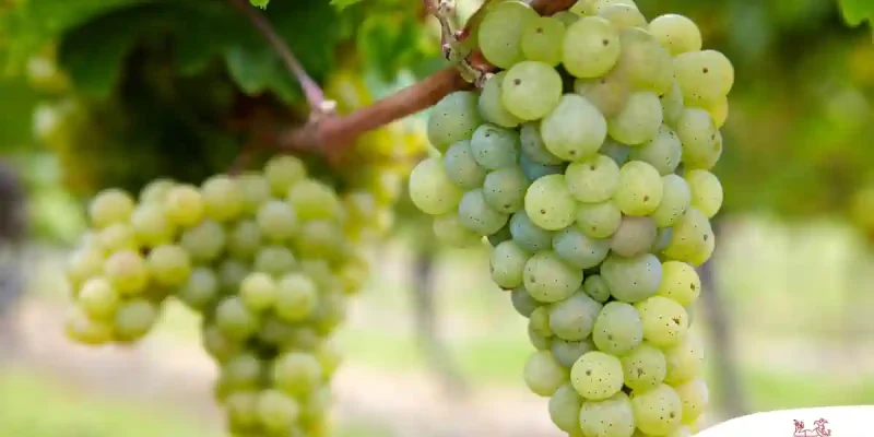 Der Colombard – in aller Munde und doch relativ unbekannt