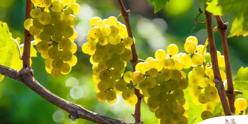 Der Grauburgunder – ein europäischer Spitzenwein mit einigen Rätseln