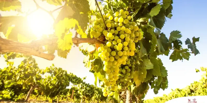 Der Grüne Veltliner – der ganze Stolz Österreichs