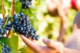 Der Weg zu grünerem Wein: die PIWI-Rebsorten Rolle