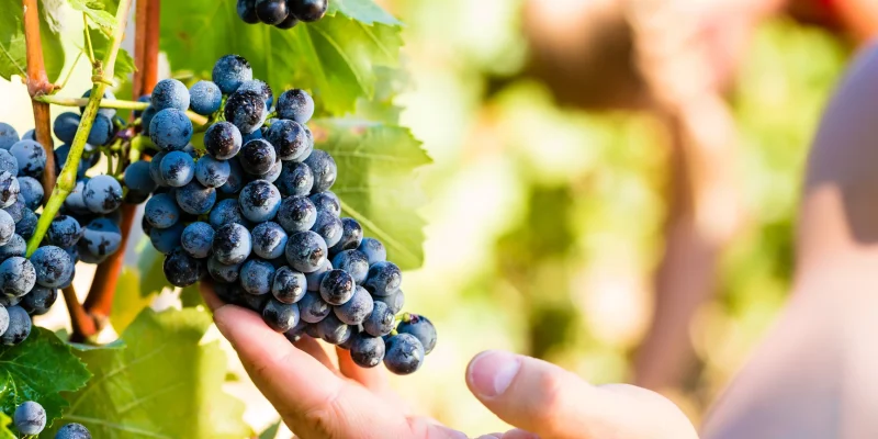 Der Weg zu grünerem Wein: die PIWI-Rebsorten Rolle