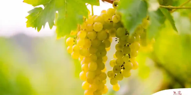 Sauvignon Blanc – Frankreichs edle Rebe