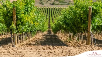 Südafrika Weinversand – Weinshop mit mehrfach ausgezeichneten Weinen